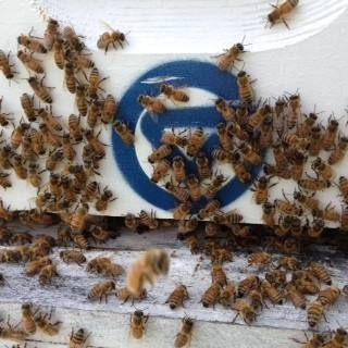 GV bees